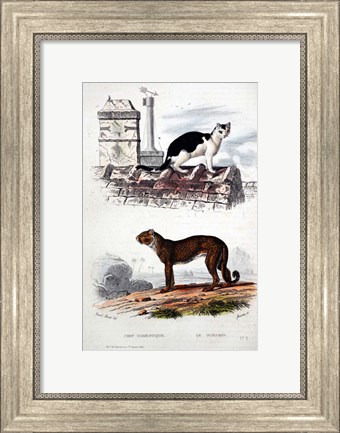 Framed Cat and Leaopard Print