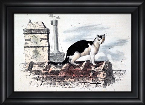 Framed Cat on Roof Top Print