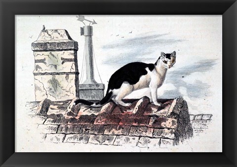 Framed Cat on Roof Top Print