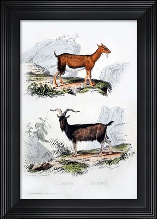 Framed Male and Female Goats Print