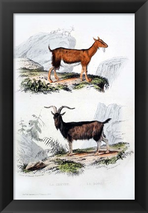 Framed Male and Female Goats Print