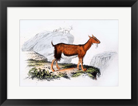 Framed Female Goat Print