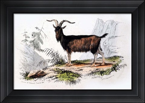 Framed Male Goat Print