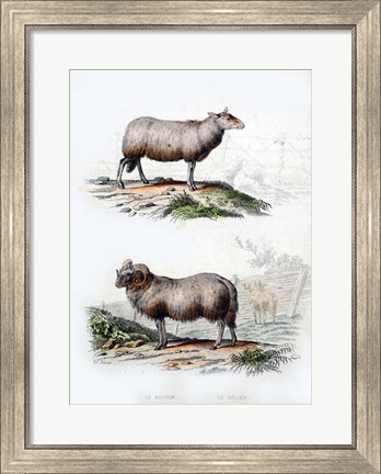 Framed Sheep and Ram Print