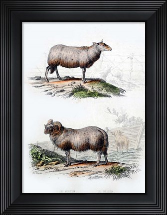 Framed Sheep and Ram Print