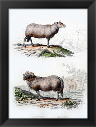 Framed Sheep and Ram Print