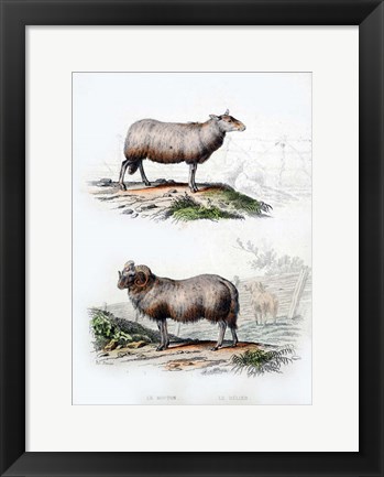 Framed Sheep and Ram Print