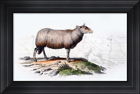 Framed Sheep Print