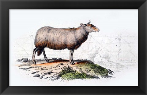 Framed Sheep Print