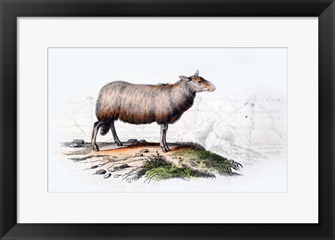 Framed Sheep Print