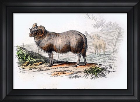 Framed Ram Print