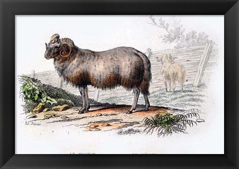 Framed Ram Print