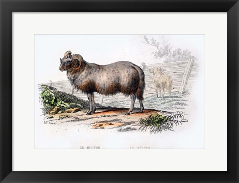 Framed Ram Print