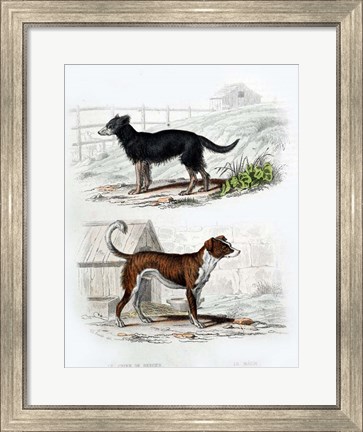 Framed Pair of Dogs IV Print
