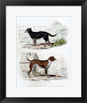 Framed Pair of Dogs IV Print