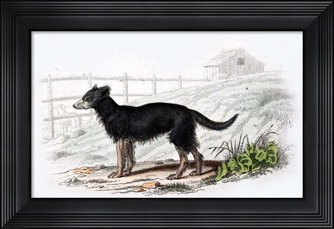 Framed Dog VII Print