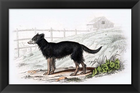 Framed Dog VII Print