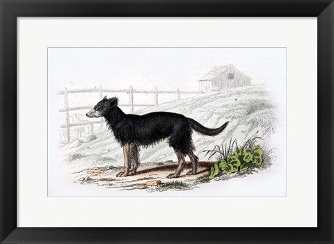 Framed Dog VII Print