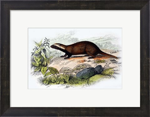 Framed Badger Print