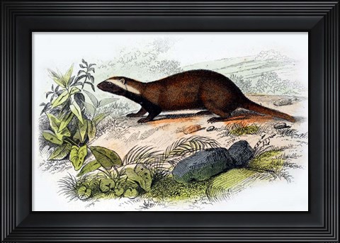 Framed Badger Print
