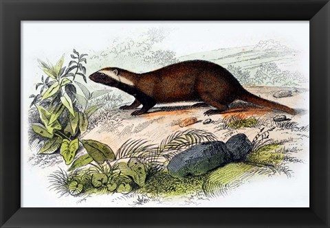 Framed Badger Print