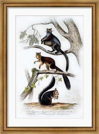 Framed Squirrels Print