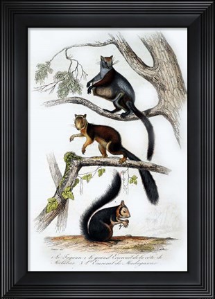 Framed Squirrels Print