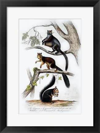 Framed Squirrels Print