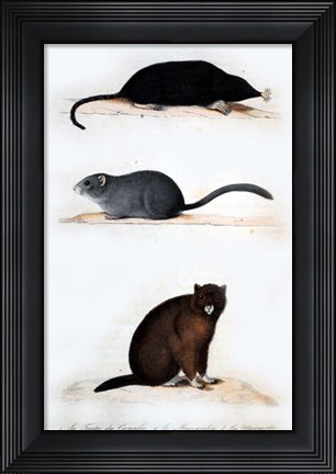 Framed La Taupe, Le Muscardin, La Marmotte Print