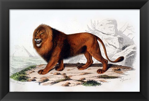 Framed Lion Print