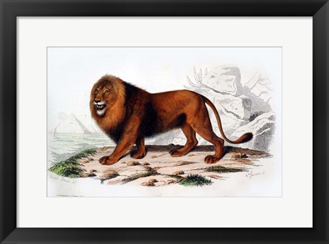 Framed Lion Print