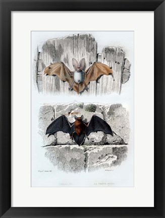 Framed Bats Print