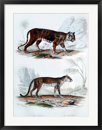 Framed Tiger and Leopard Print