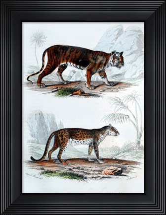 Framed Tiger and Leopard Print