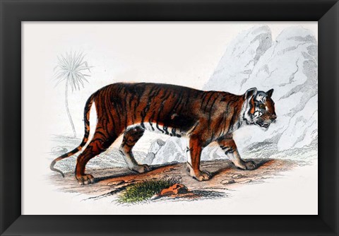 Framed Tiger Print