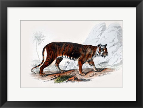 Framed Tiger Print