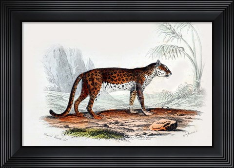 Framed Leopard II Print