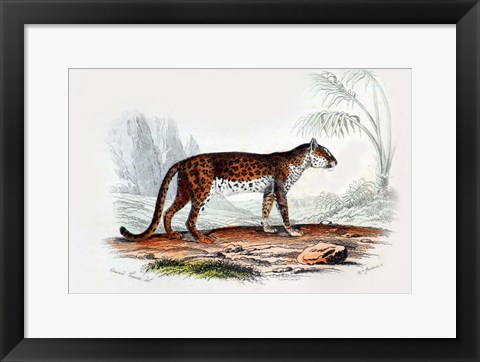 Framed Leopard II Print