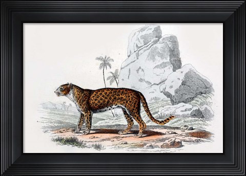 Framed Leopard III Print