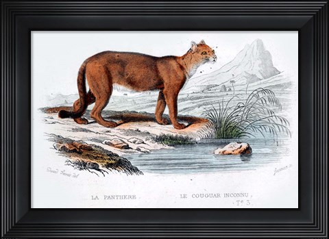 Framed Cougar Print