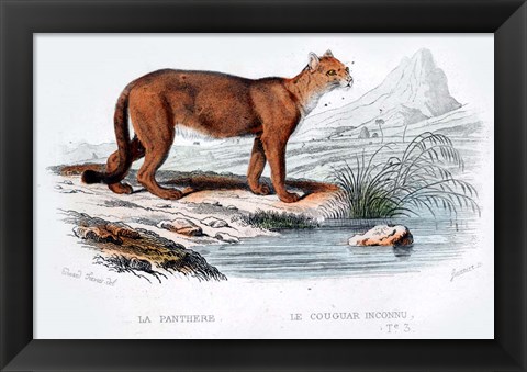 Framed Cougar Print