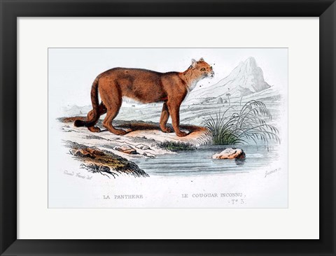 Framed Cougar Print