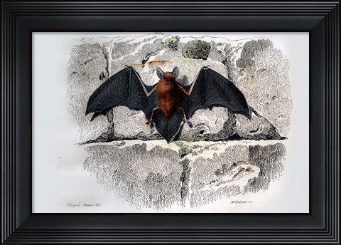 Framed Bat I Print