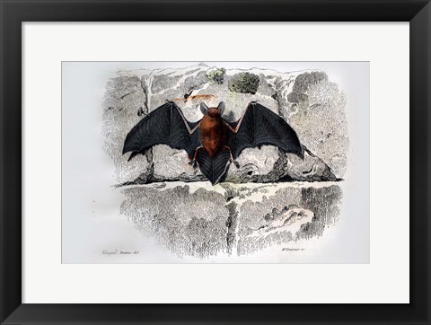 Framed Bat I Print