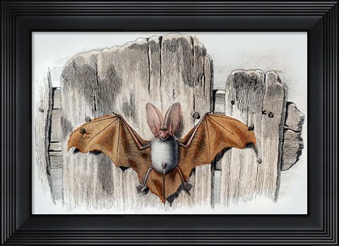 Framed Bat II Print