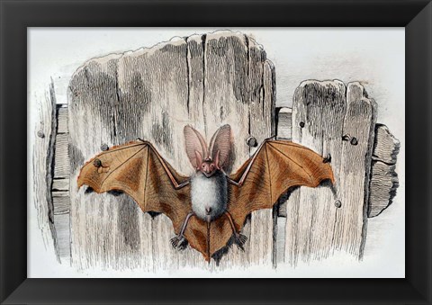 Framed Bat II Print