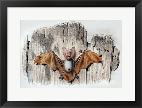 Framed Bat II Print