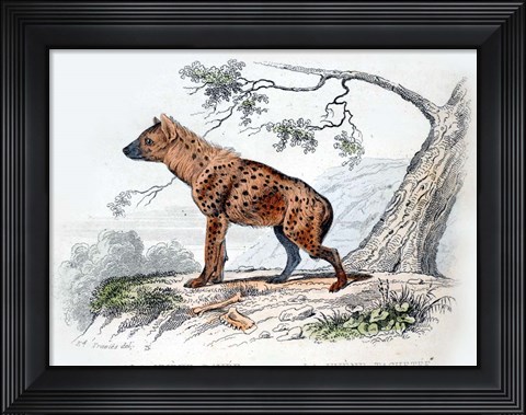 Framed Hyena II Print