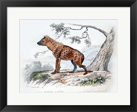 Framed Hyena II Print