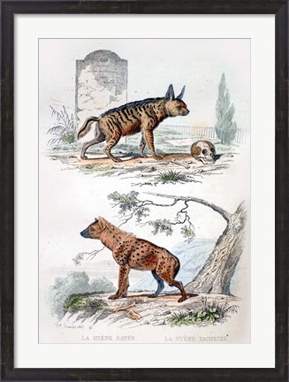 Framed Pair of Hyenas Print